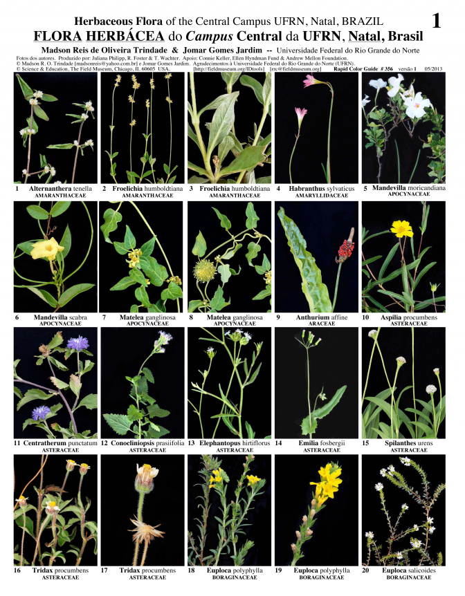 Rio Grande do Norte -- Herbaceous Flora of UFRN Campus