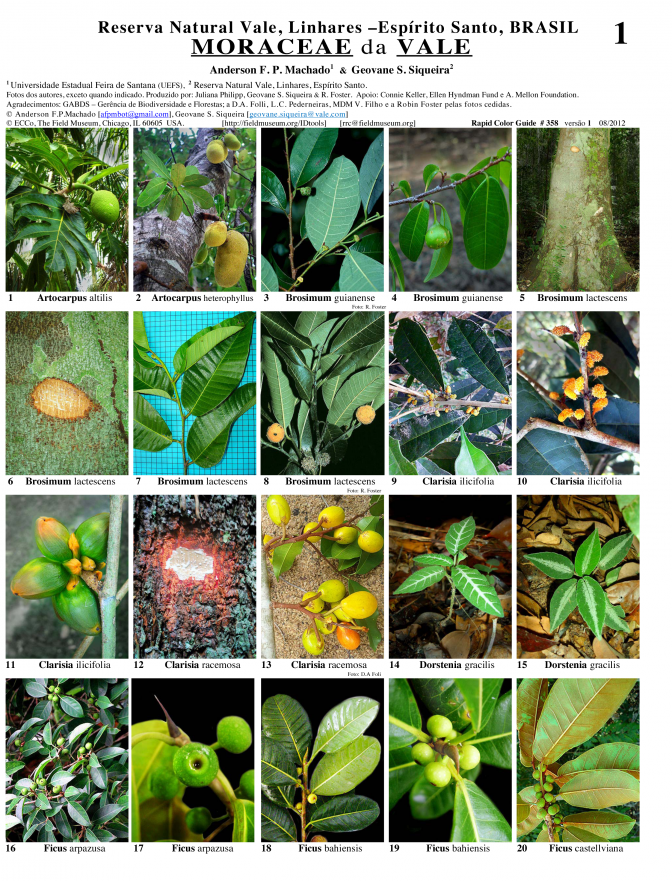 Espírito Santo -- Moraceae de la Reserva Natural Vale