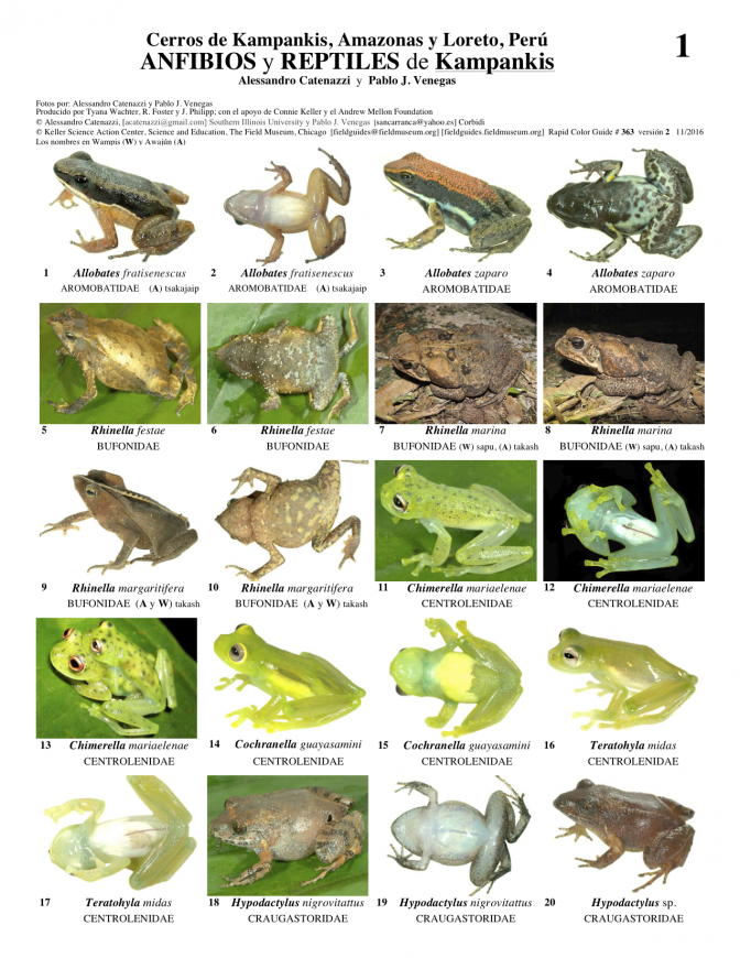 363_anfibios_y_reptiles_de_kampankis_v2.pdf