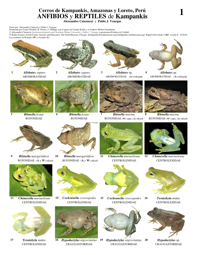 363_peru_anfibios_y_reptiles_de_kampankis_a1.pdf