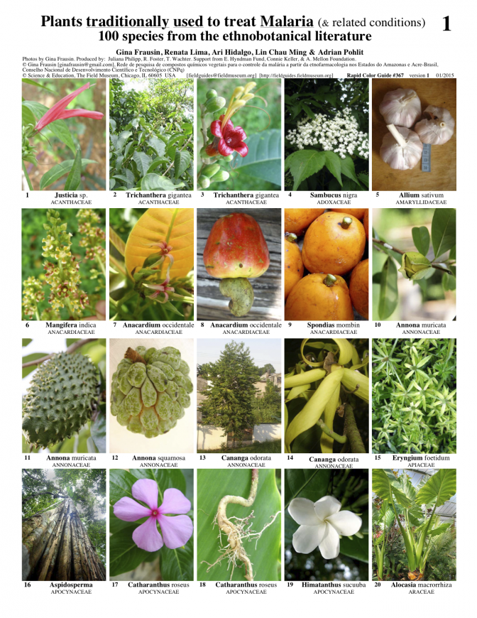 Pantropical -- Reported Antimalarial Plants