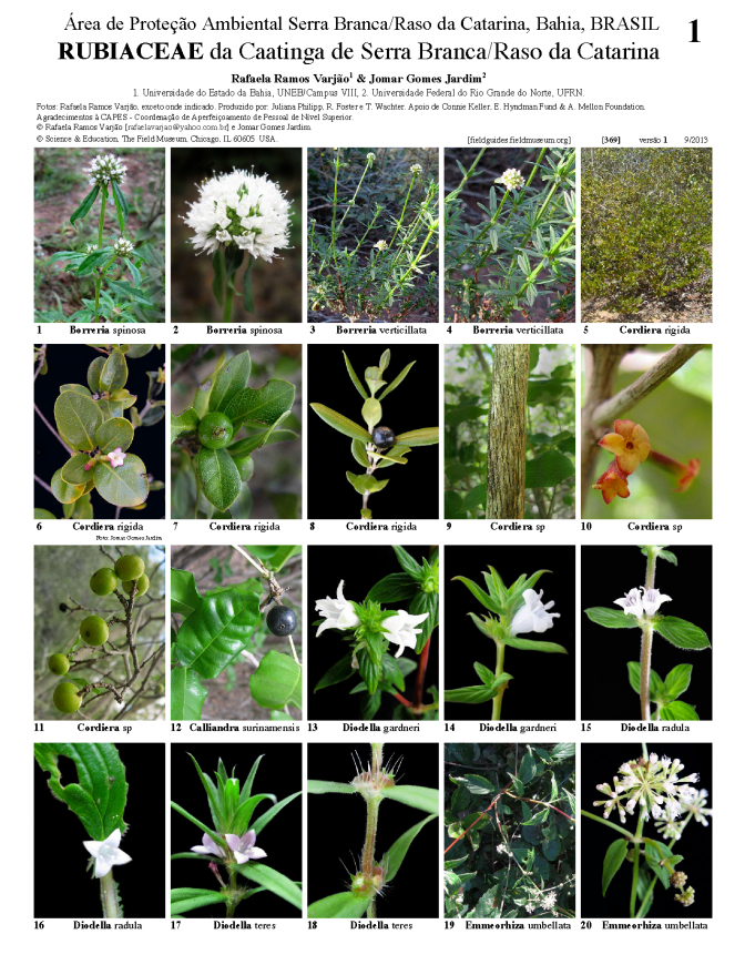 369_brazil_rubiaceae_da_serra_branca_bahia.pdf 