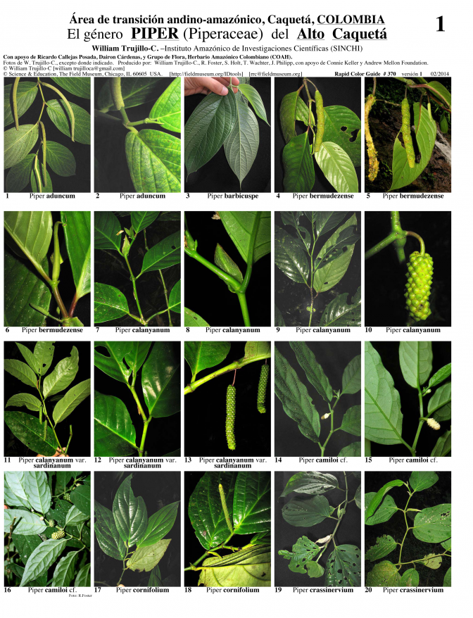 Caquetá -- Piper (Piperaceae)