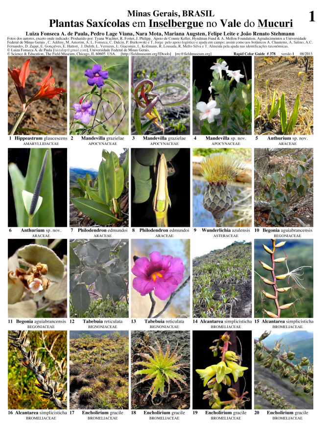 Minas Gerais --  Plantas Saxícolas no Vale do Muruci