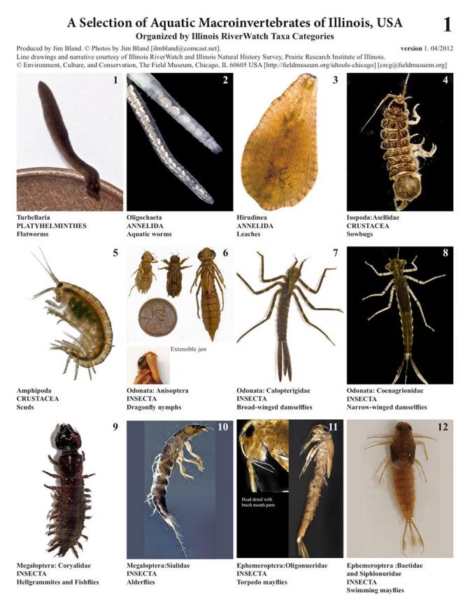 381_AquaticMicrovert.pdf 