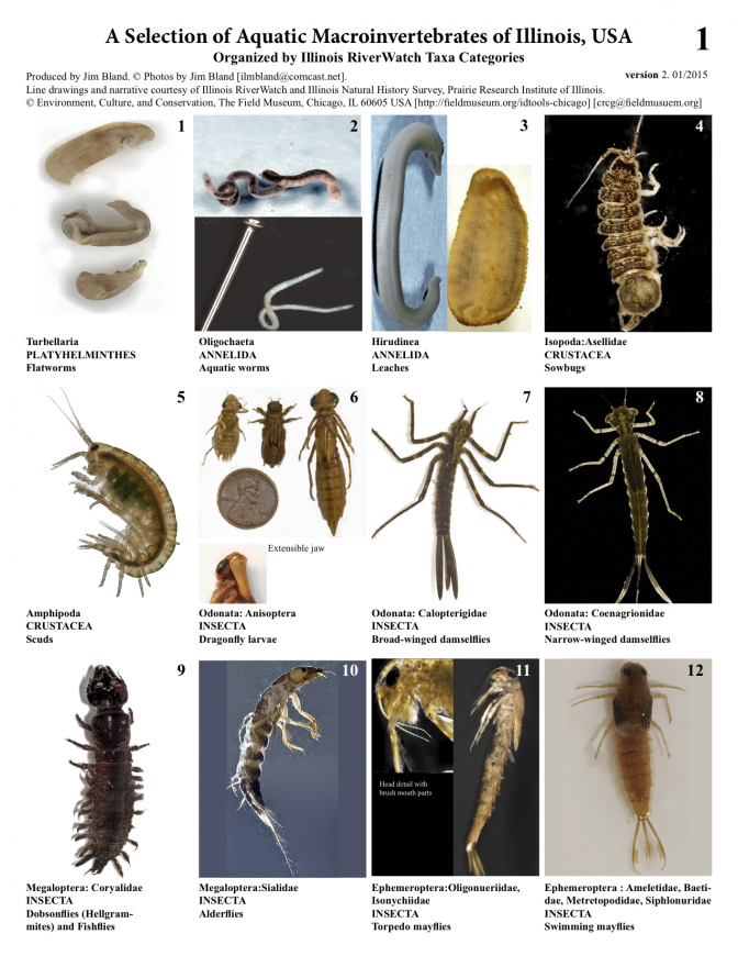 macro_id_cards_2015_v2.pdf