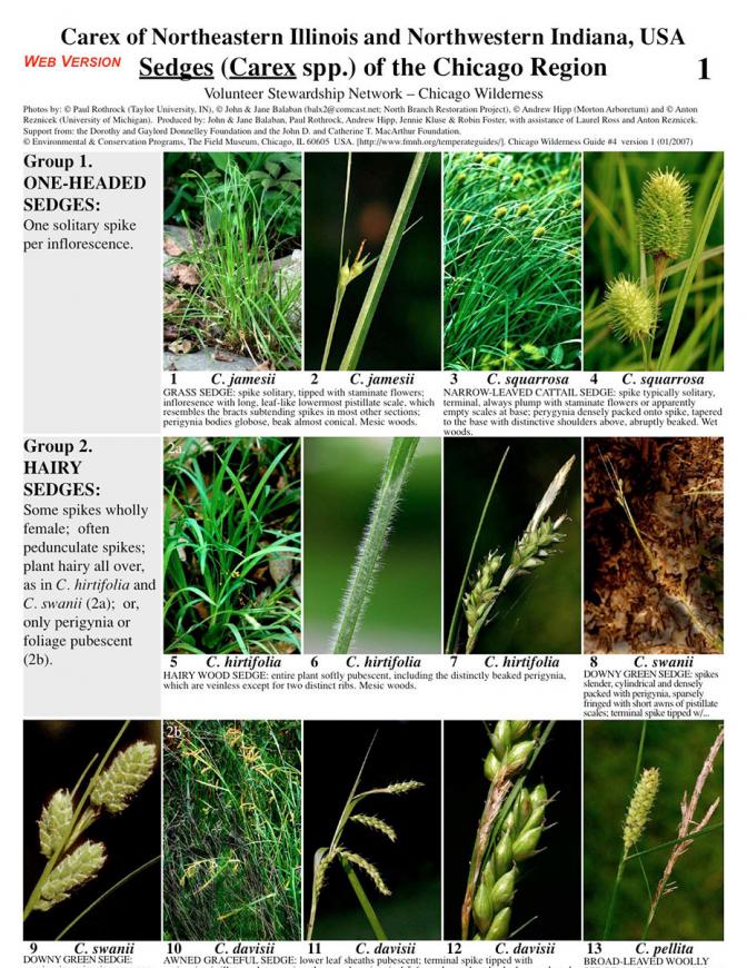 Sedges (Carex) of the Chicago Region