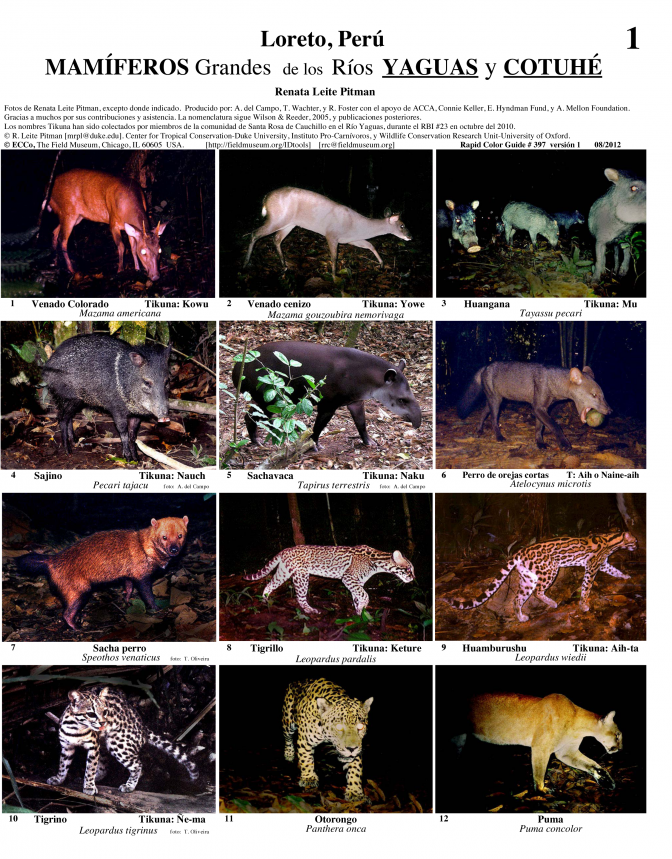 Loreto -- Yaguas River and Cotuhé River -- Large Mammals