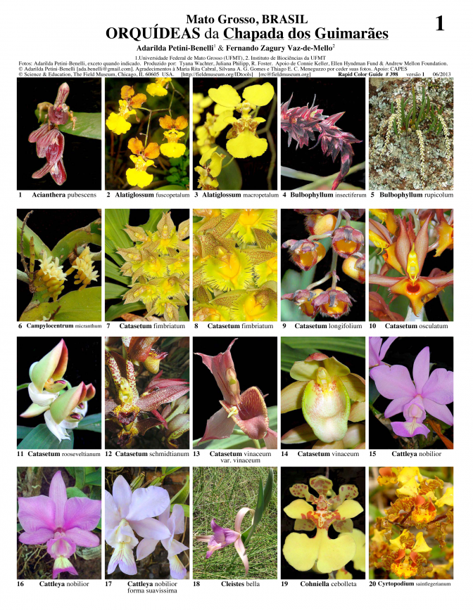 Mato Grosso -- Orquídeas da Chapada dos Guimarães