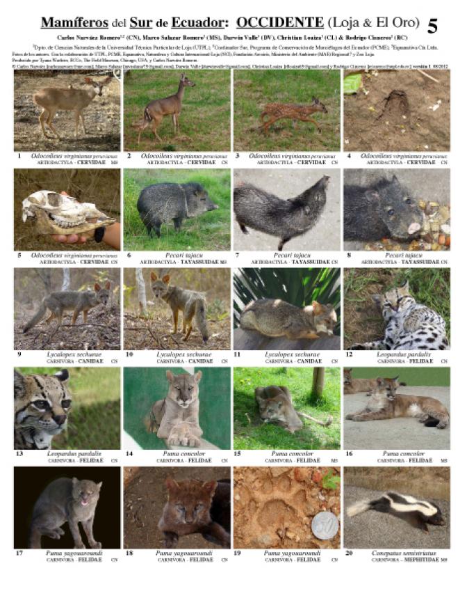 Loja -- Mammals of Southern Ecuador