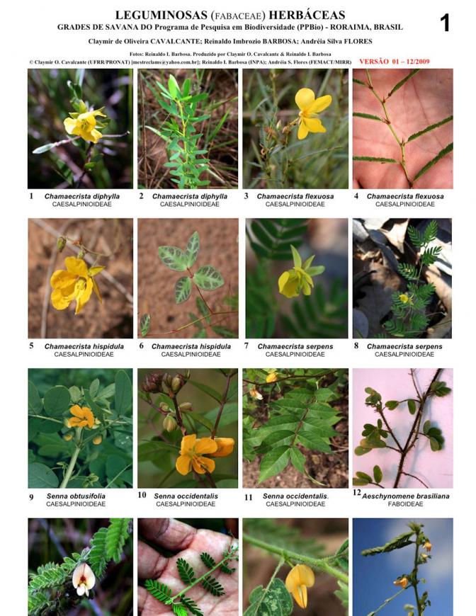 Roraima -- Leguminosas (Fabaceae)