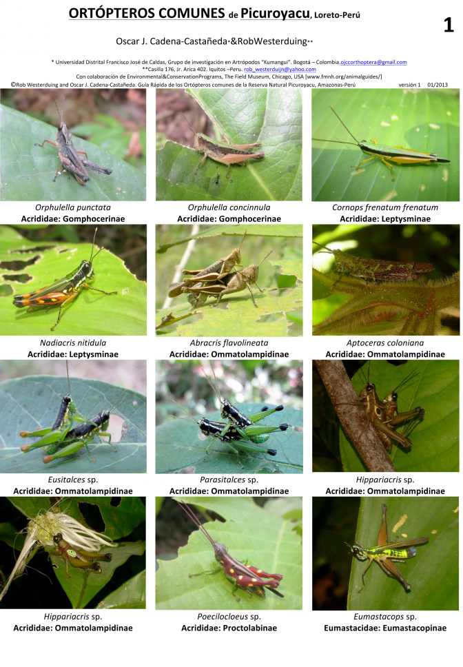 Loreto -- Maynas, Picuroyacu Ortópteros Comunes