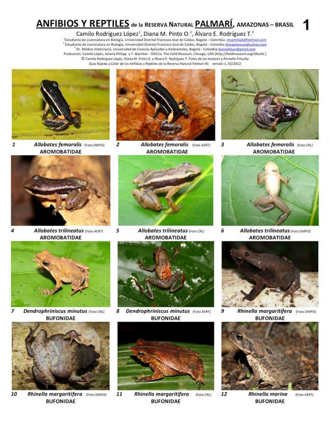 Amazonas -- Reserva Palmari - Amphibians and Reptiles