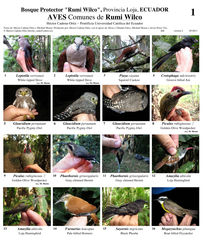 Loja -- Common Birds of Rumi Wilco