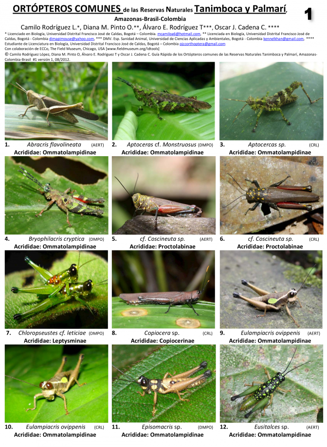 Amazonas -- Leticia, Palmarí Reserve - Orthopterans