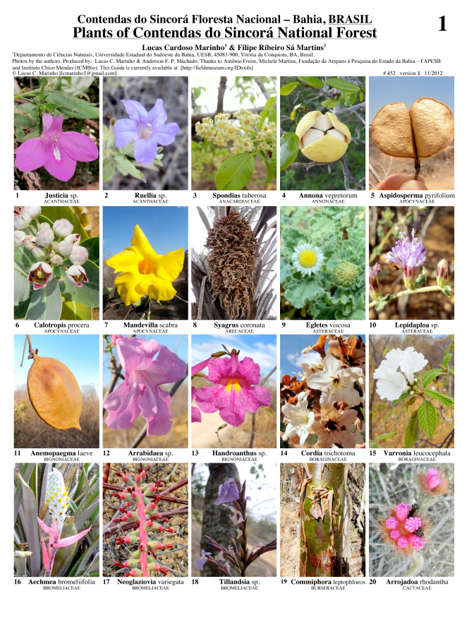 Bahia--Plantas da Floresta Nacional Contendas do Sincorá