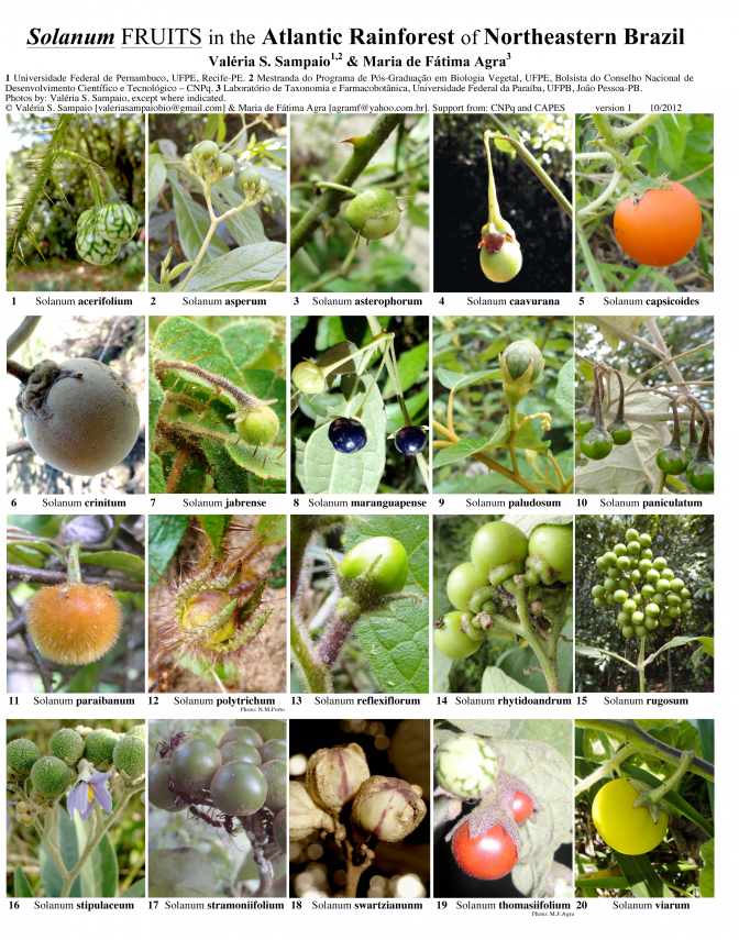 Nordeste Brasileiro -- Mata Atlântica Solanum Frutas