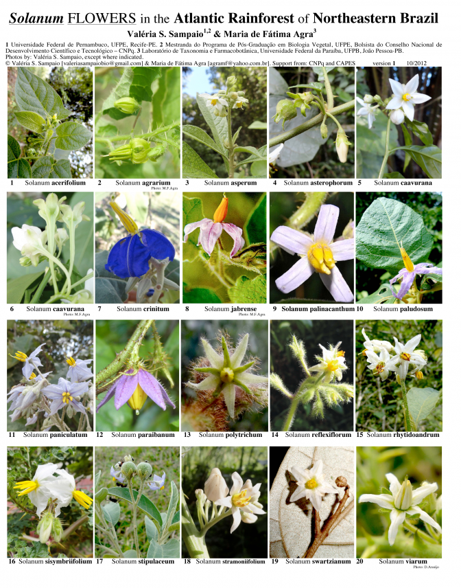 Northeastern -- Flores de Solanum