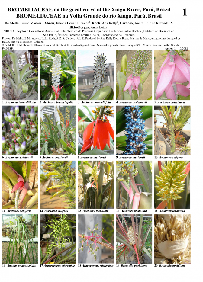 Pará -- Xingu River - Bromeliaceae