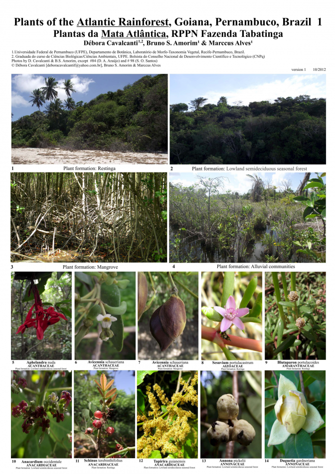 Pernambuco -- Goiana, RPPN Tabatinga Plants
