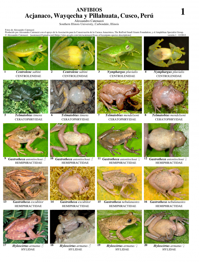Cusco -- Acjanaco, Wayqecha, Pillahuata Amphibians