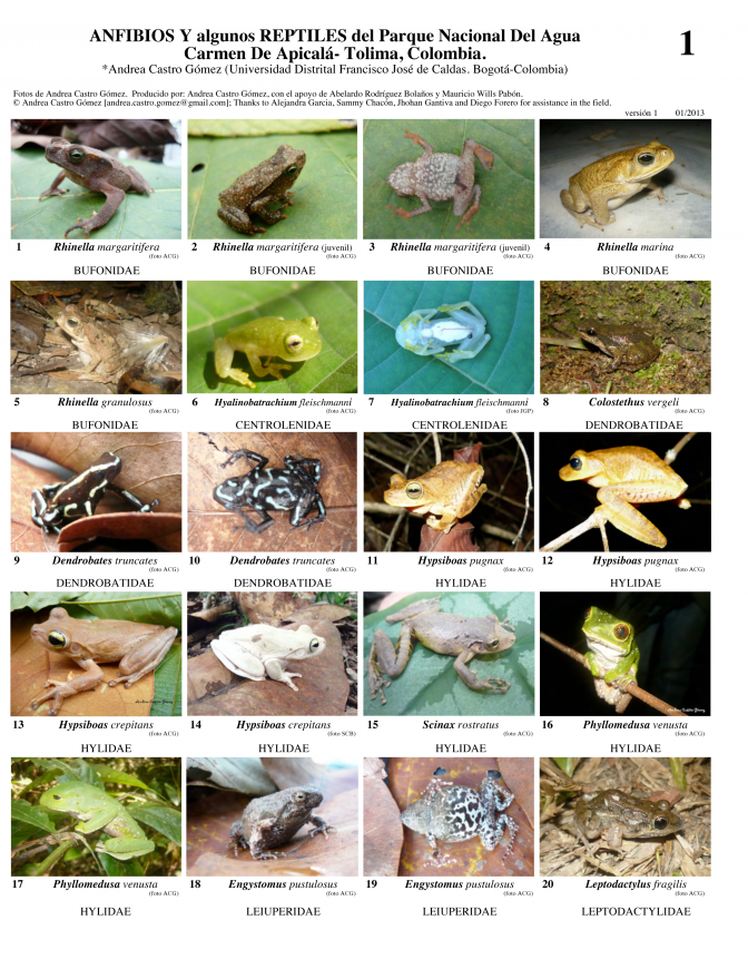 Tolima -- Parque Nacional del Agua Anfibios y Reptiles