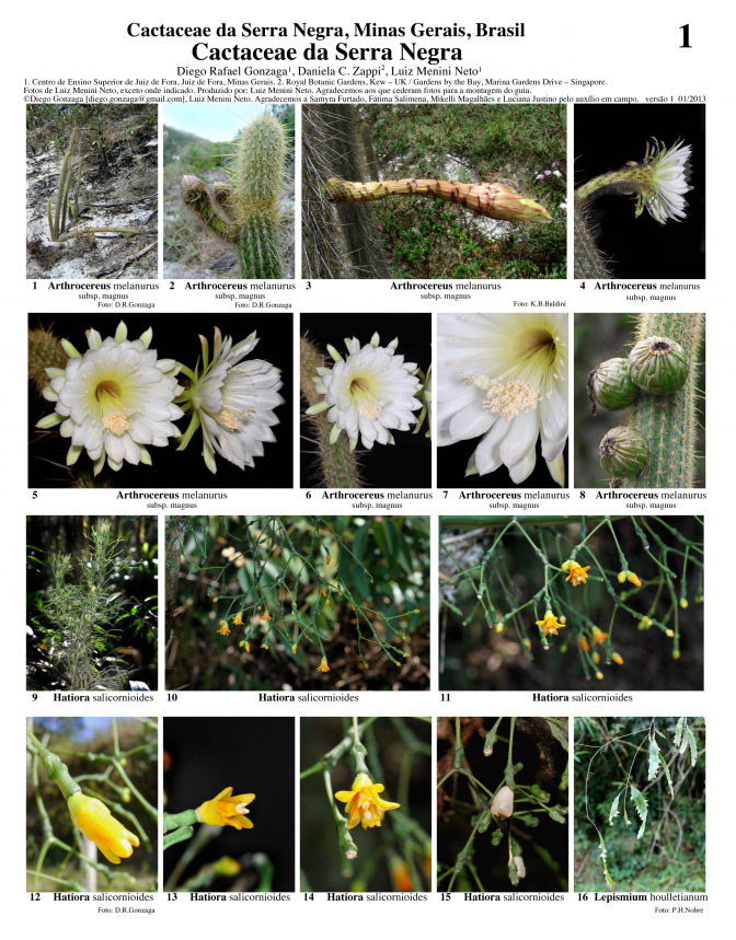 Minas Gerais -- Cactaceae da Serra Negra