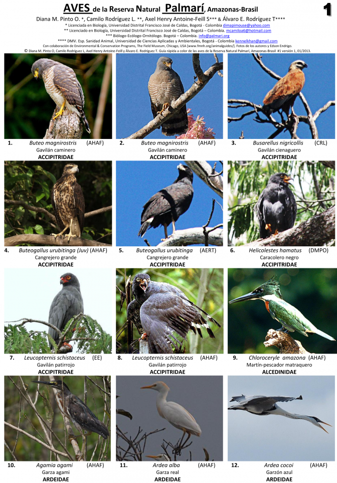 Amazonas --  Palmarí Reserve Birds