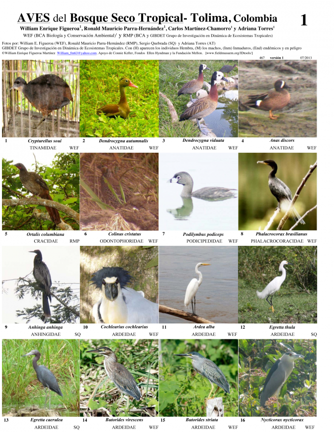 Tolima -- Bosque Seco - Aves