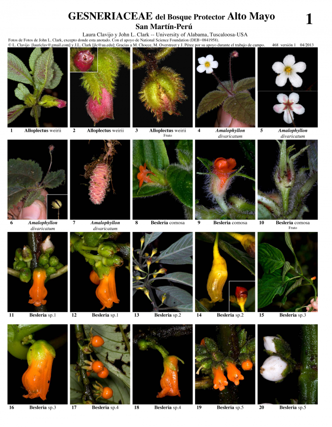 San Martin -- Alto Mayo Gesneriaceae