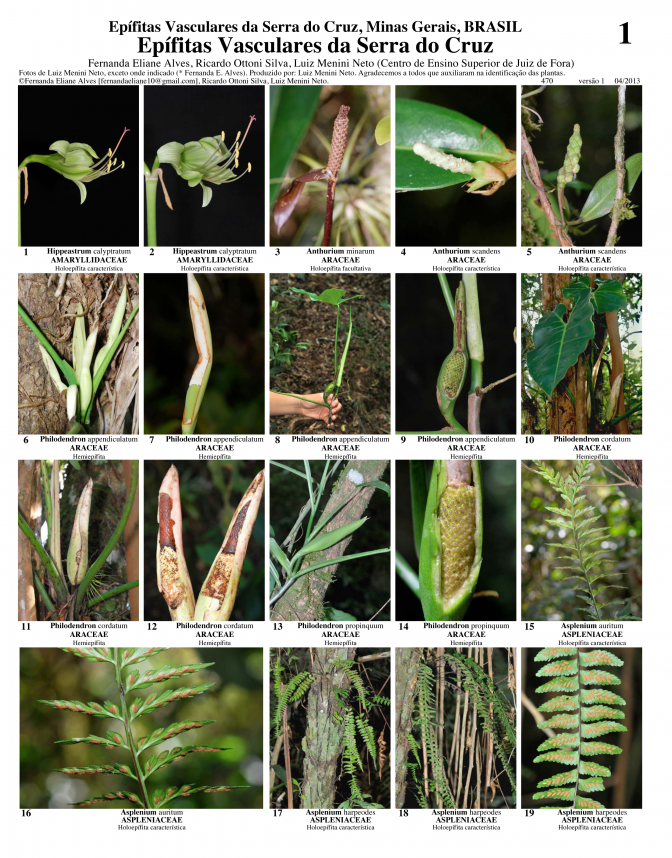 Minas Gerais -- Serra do Cruz Vascular Epiphytes