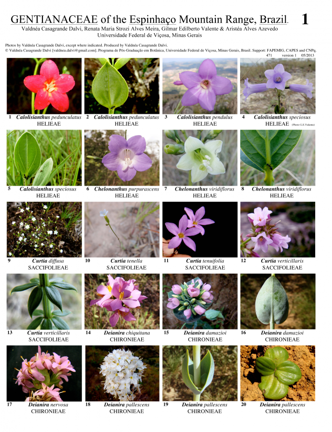 Minas Gerais -- Espinhaço Range Gentianaceae