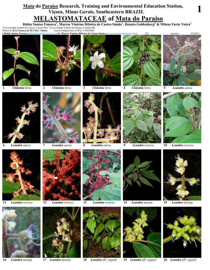 Minas Gerais -- Viçosa - Melastomataceae