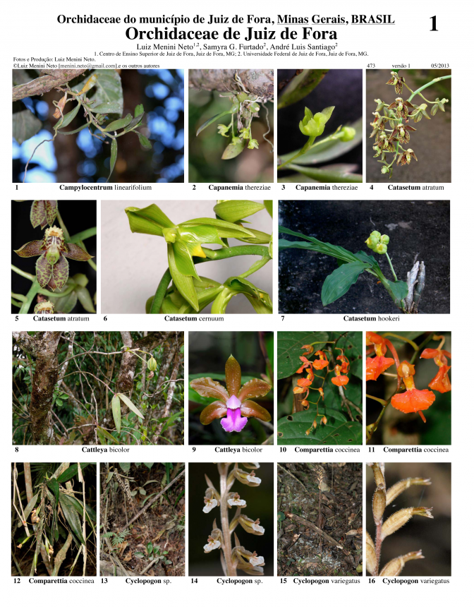 Minas Gerais -- Juiz de Fora  Orchidaceae
