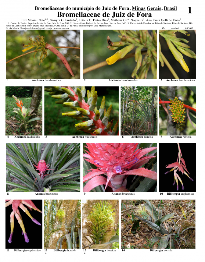 Minas Gerais -- Juiz de Fora Bromeliaceae