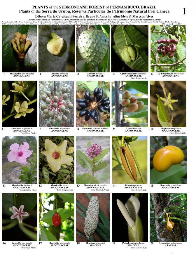 Pernambuco -- Serra do Urubu Submontane Forest Plants