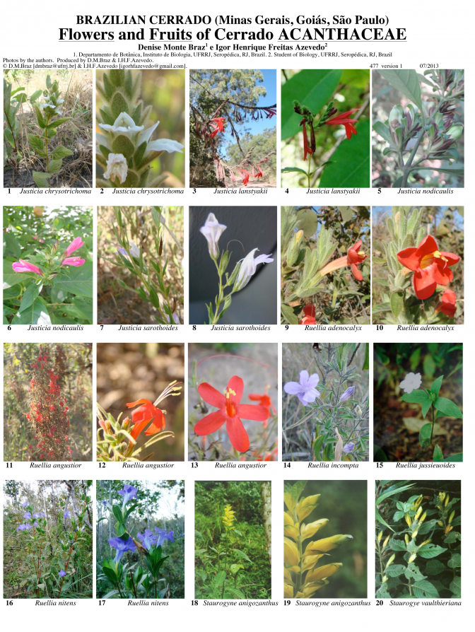 Cerrado -- Flowers and Fruits of Cerrado - Acanthaceae