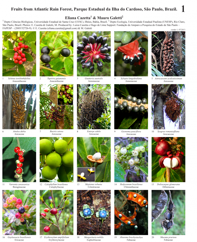 São Paulo -- Frutos del Parque da Ilha do Cardoso