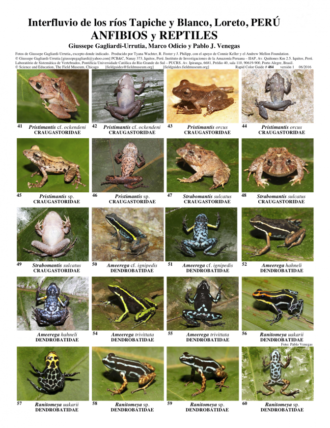 484_peru-anfibios_y_reptiles_tapiche-blanco_a1.pdf 