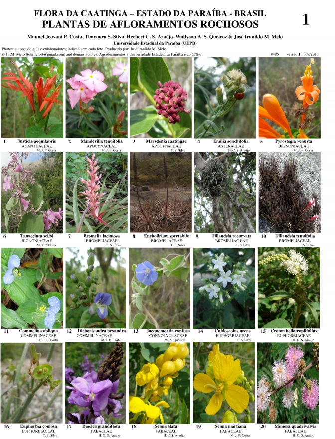 Paraiba -- Plantas de Afloramientos Rochosos