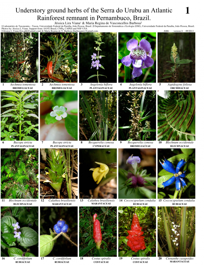 Pernambuco -- Serra do Urubu - Herbs