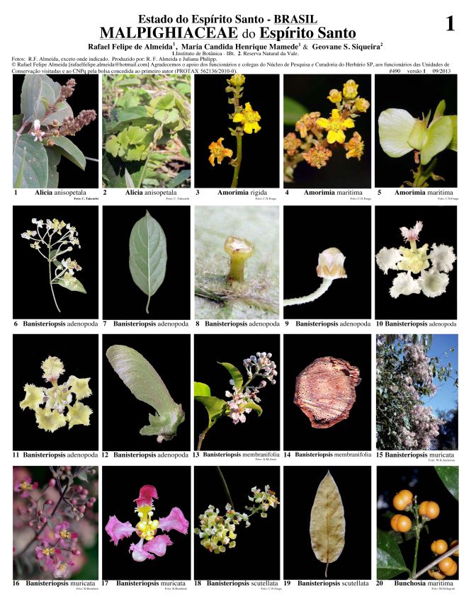 Malpighiaceae of Espírito Santo