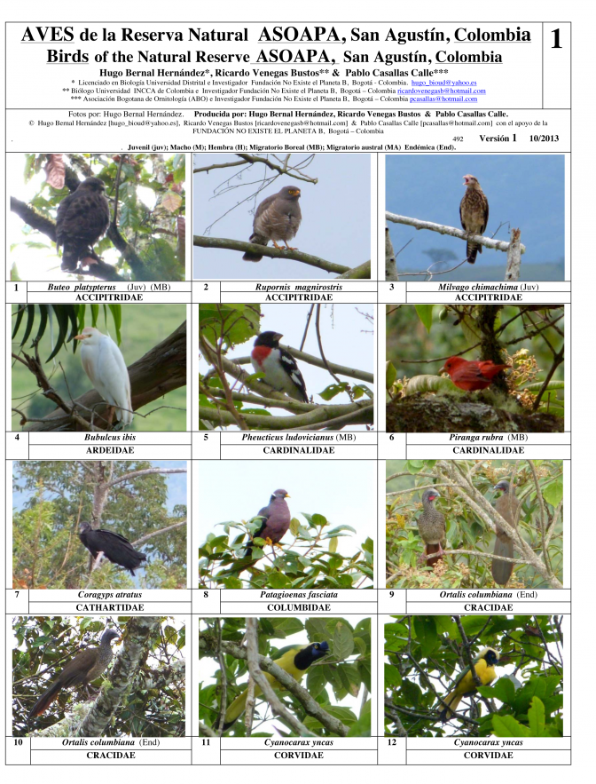 Huila -- San Agustín, Reserva ASOAPA - Birds