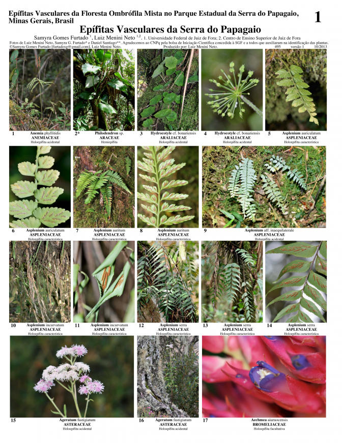 Minas Gerais Epífitas da Serra do Papagaio