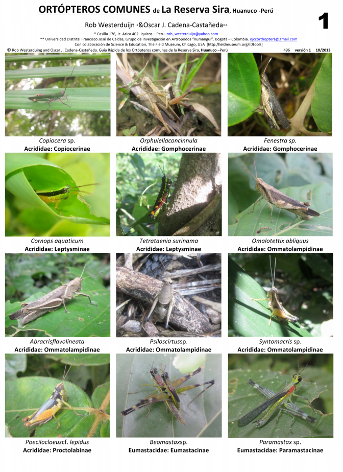 Huanuco -- Leticia, Reserva Sira - Orthopterans