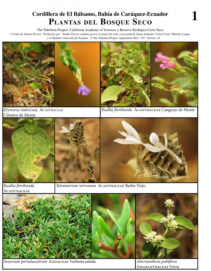 Manabi -- Cordillera del Bálsamo, Plantas del Bosque Seco