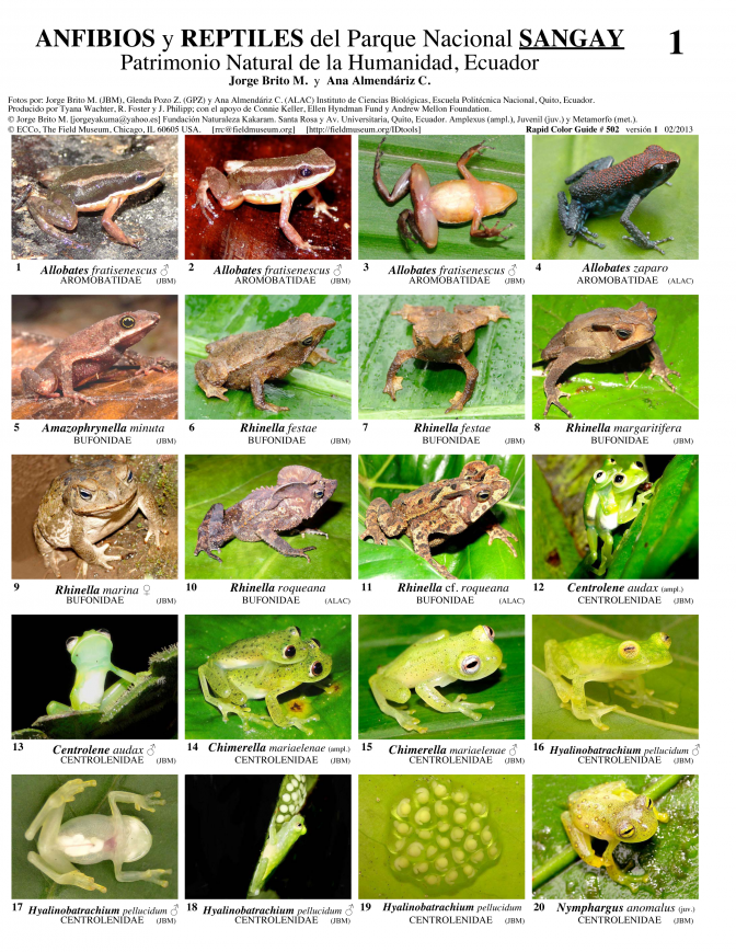 Morona-Santiago -- Sangay Park Amphibians y Reptiles