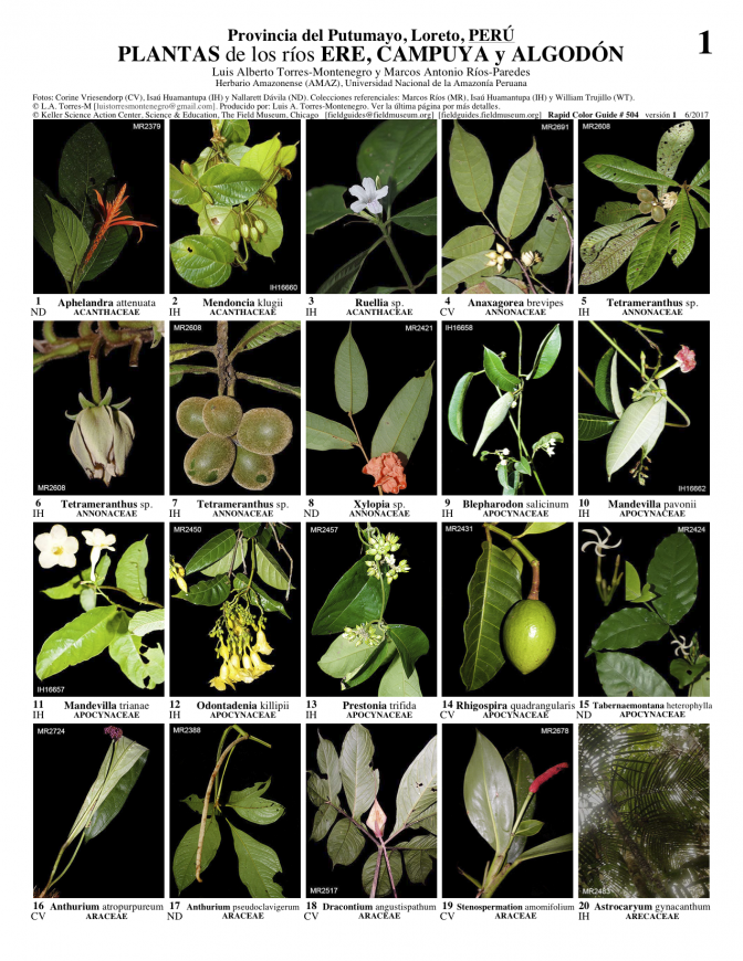 504_peru_plantas_de_ere-campuya.pdf 