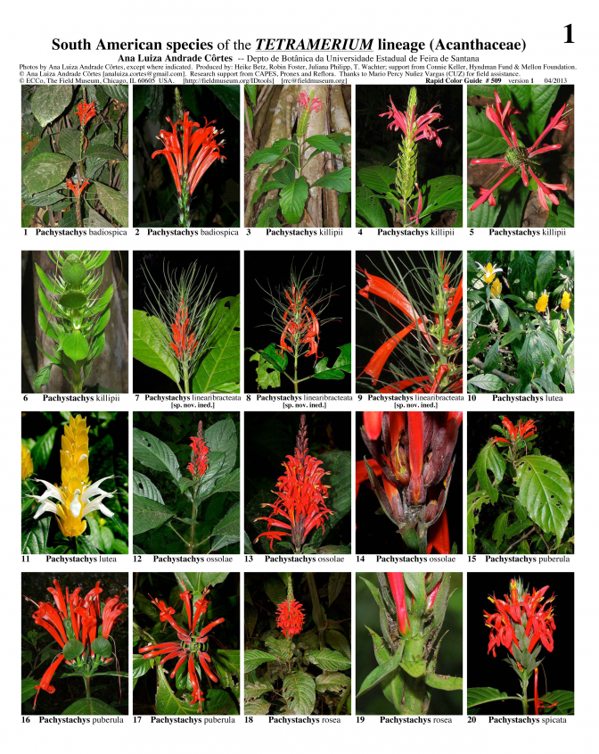 South America -- Species of the Tetramerium Lineage (Acanthaceae)