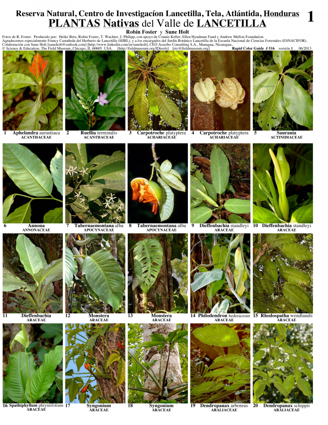 Atlántida -- Plantas Nativas de la Reserva Lancetilla Valley